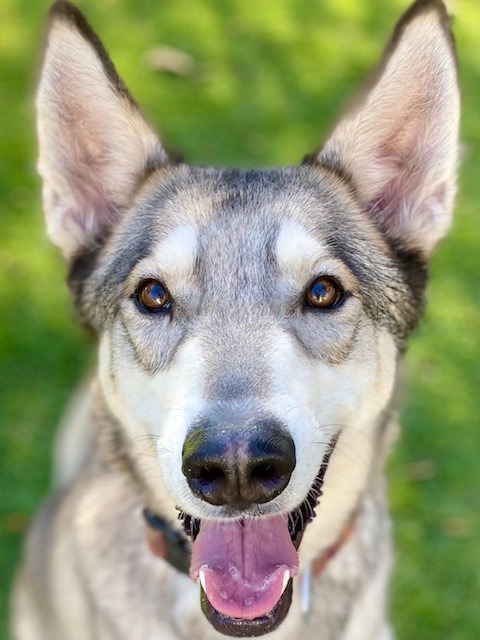 Lupin, an adoptable Husky in Chico, CA, 95928 | Photo Image 1