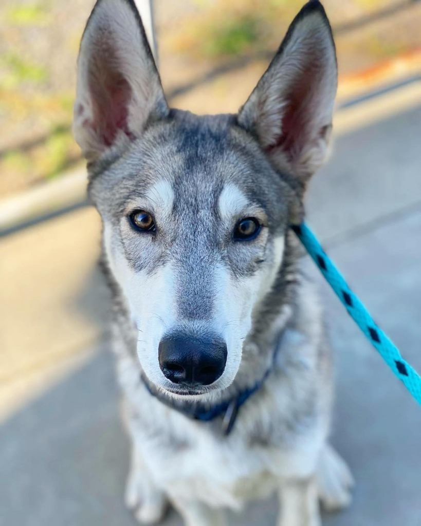 Lupin, an adoptable Husky in Chico, CA, 95928 | Photo Image 2