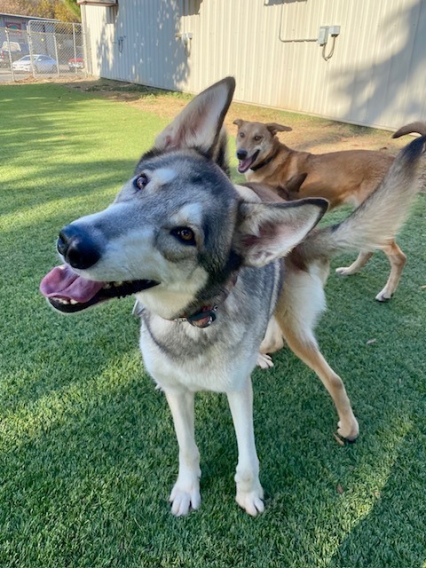 Lupin, an adoptable Husky in Chico, CA, 95928 | Photo Image 3