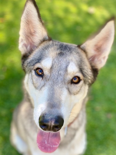 Lupin, an adoptable Husky in Chico, CA, 95928 | Photo Image 4