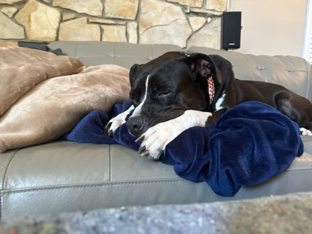 Apollo