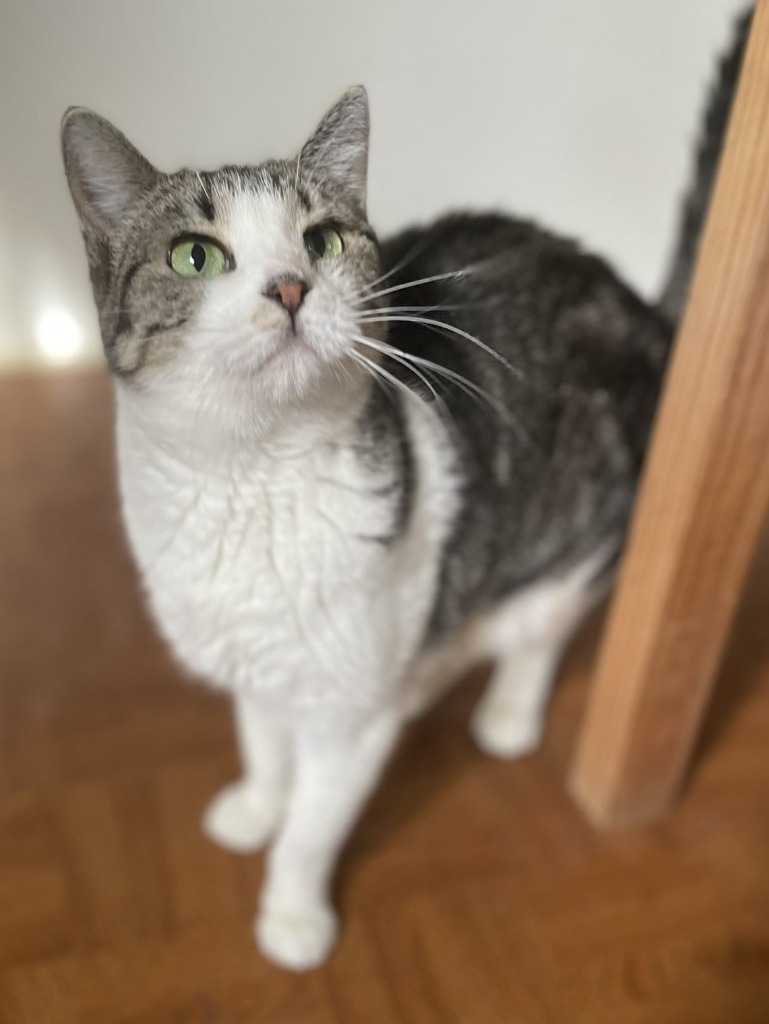 Izzy, an adoptable Domestic Short Hair in Ogden, UT, 84409 | Photo Image 1