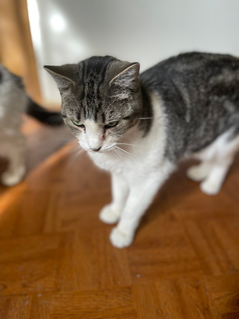 Izzy, an adoptable Domestic Short Hair in Ogden, UT, 84409 | Photo Image 3