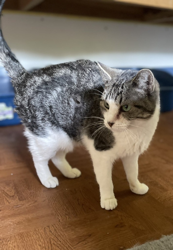 Izzy, an adoptable Domestic Short Hair in Ogden, UT, 84409 | Photo Image 4