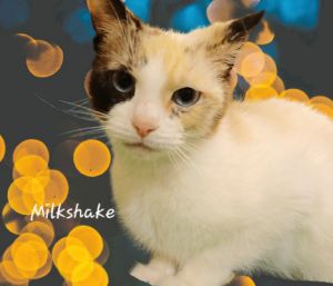 Milkshake #lovely-eyes Siamese Cat