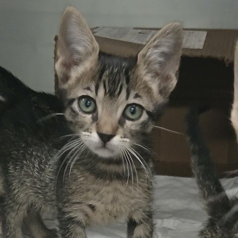 Fresa, an adoptable Domestic Short Hair in Vieques, PR, 00765 | Photo Image 1