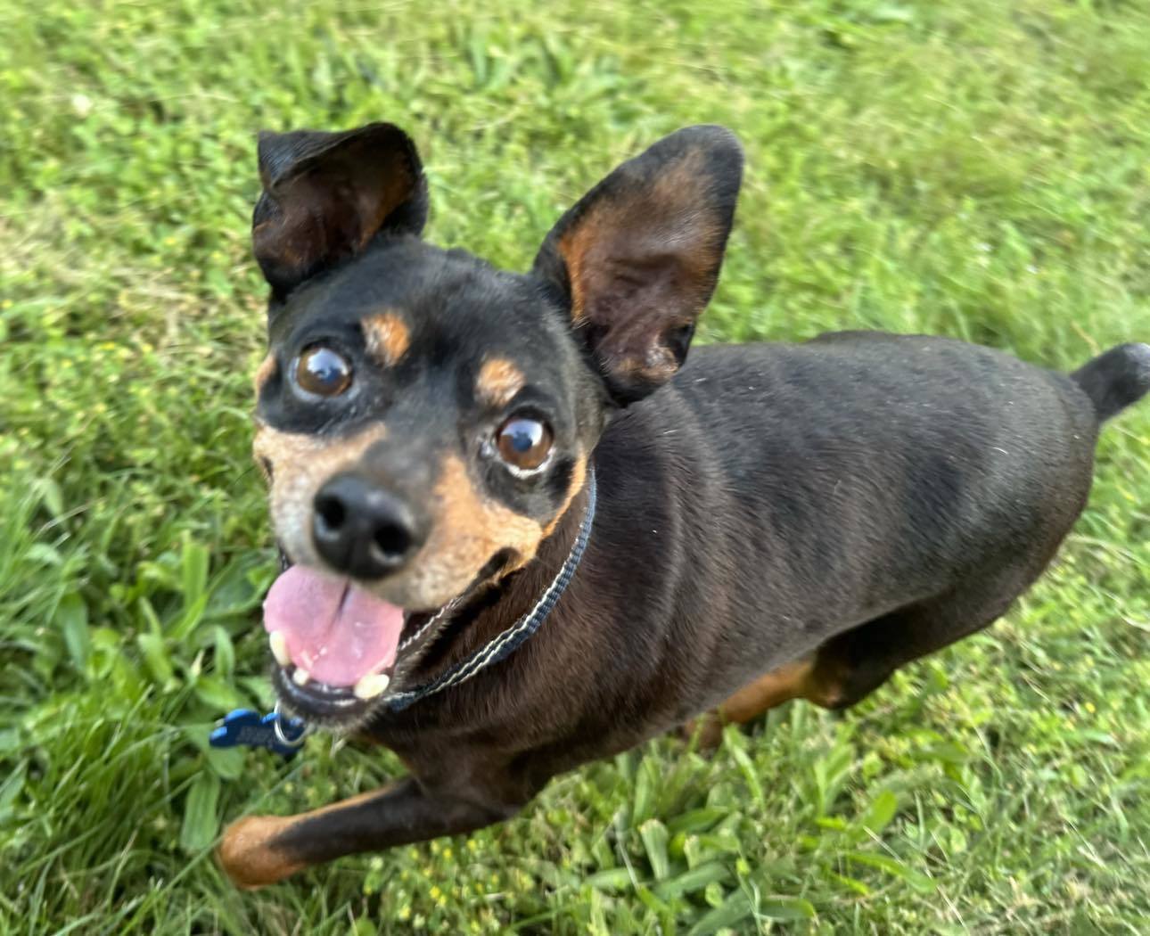 Tommy, an adoptable Miniature Pinscher in Raleigh, NC, 27609 | Photo Image 2