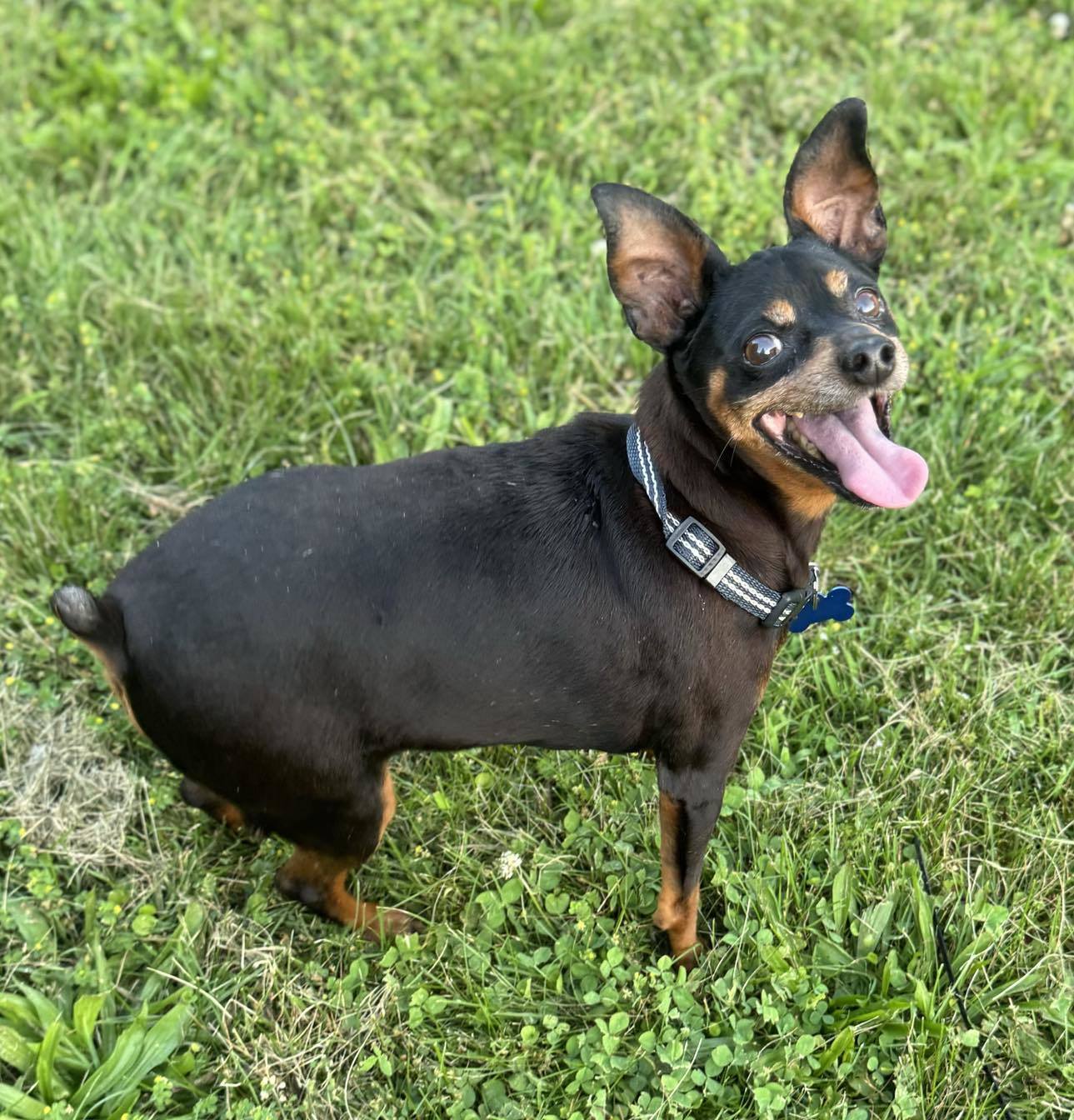 Tommy, an adoptable Miniature Pinscher in Raleigh, NC, 27609 | Photo Image 4