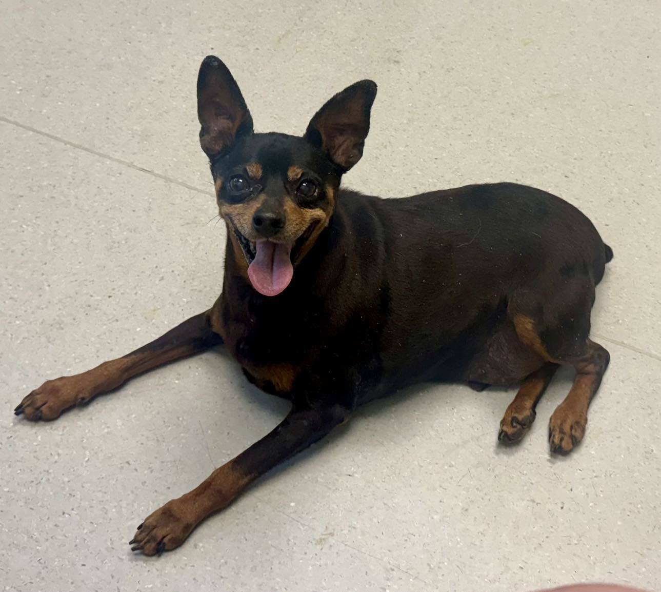 Tommy, an adoptable Miniature Pinscher in Raleigh, NC, 27609 | Photo Image 6