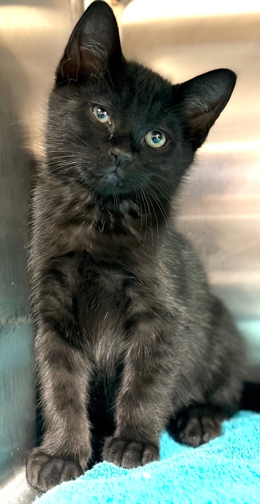 Wally, an adoptable Domestic Short Hair in Great Bend, KS, 67530 | Photo Image 2