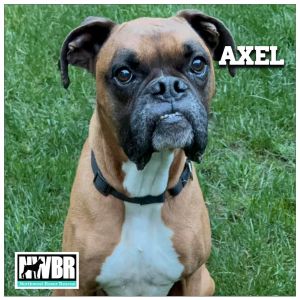 Axel 2024-1 Boxer Dog