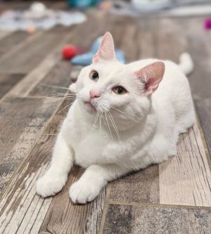 Whitley Domestic Medium Hair Cat