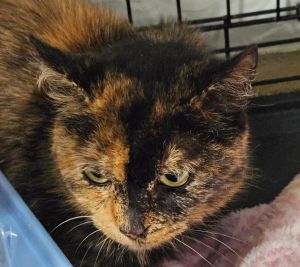 Meet Alphabet the industrious tortoiseshell cat ready to bring her work ethic to your barn warehou