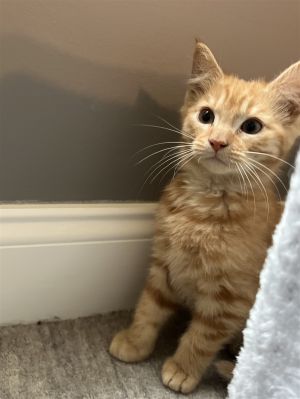 You can fill out an adoption application online on our official websiteTangelo is a shy kitten who 