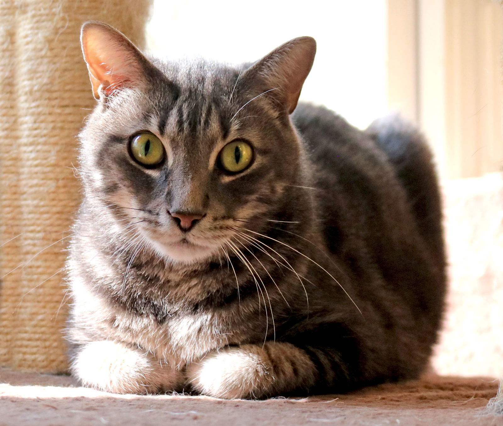 Mouse, an adoptable Tabby, Manx in Buford, GA, 30518 | Photo Image 2