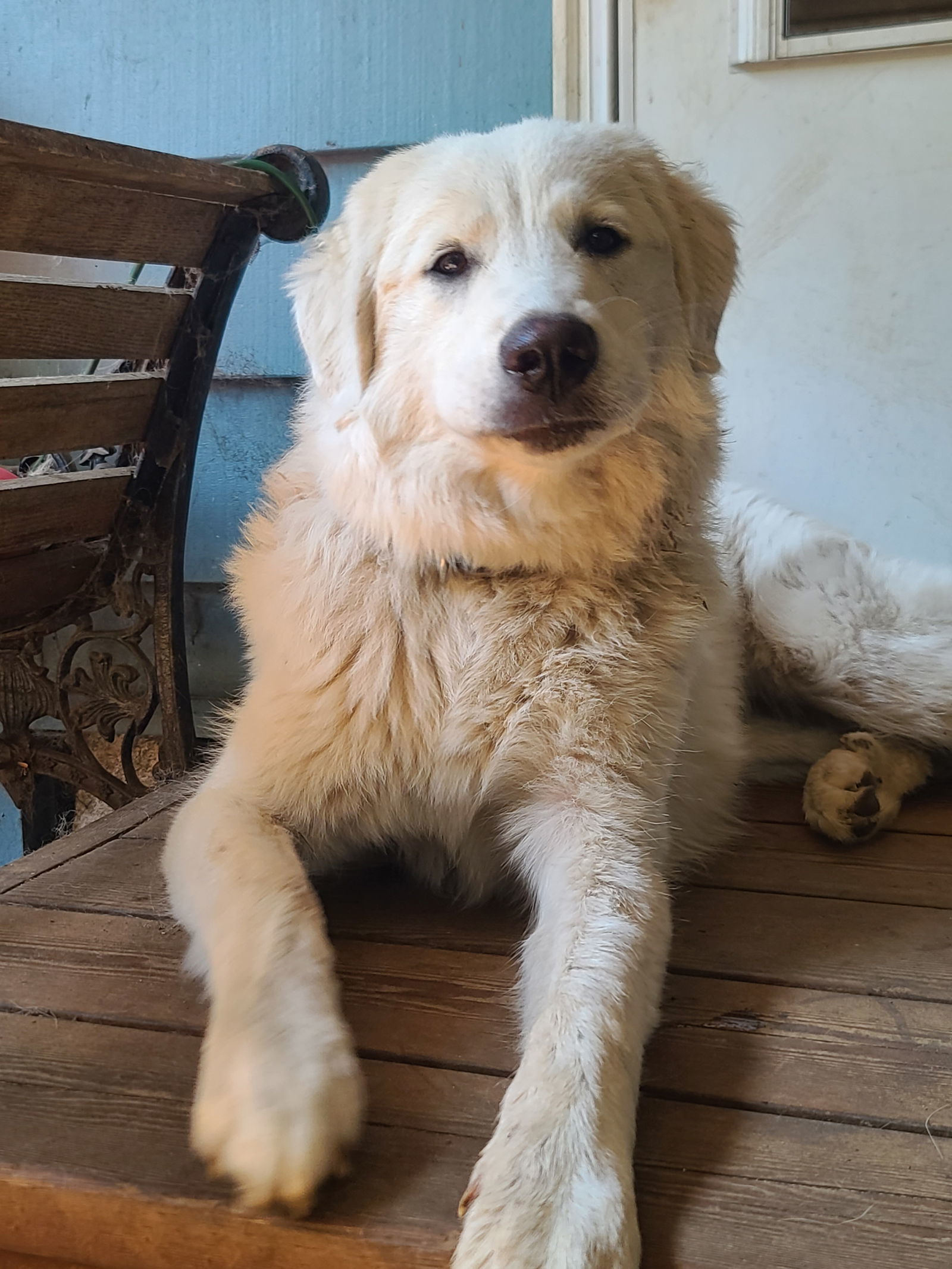 Karma, an adoptable Great Pyrenees in Florence, OR, 97439 | Photo Image 1