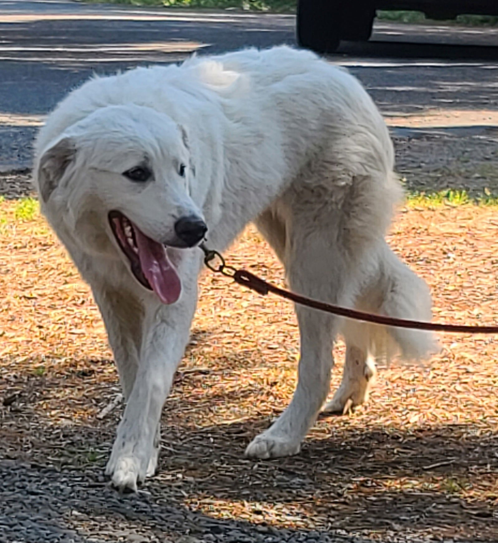 Karma, an adoptable Great Pyrenees in Florence, OR, 97439 | Photo Image 2