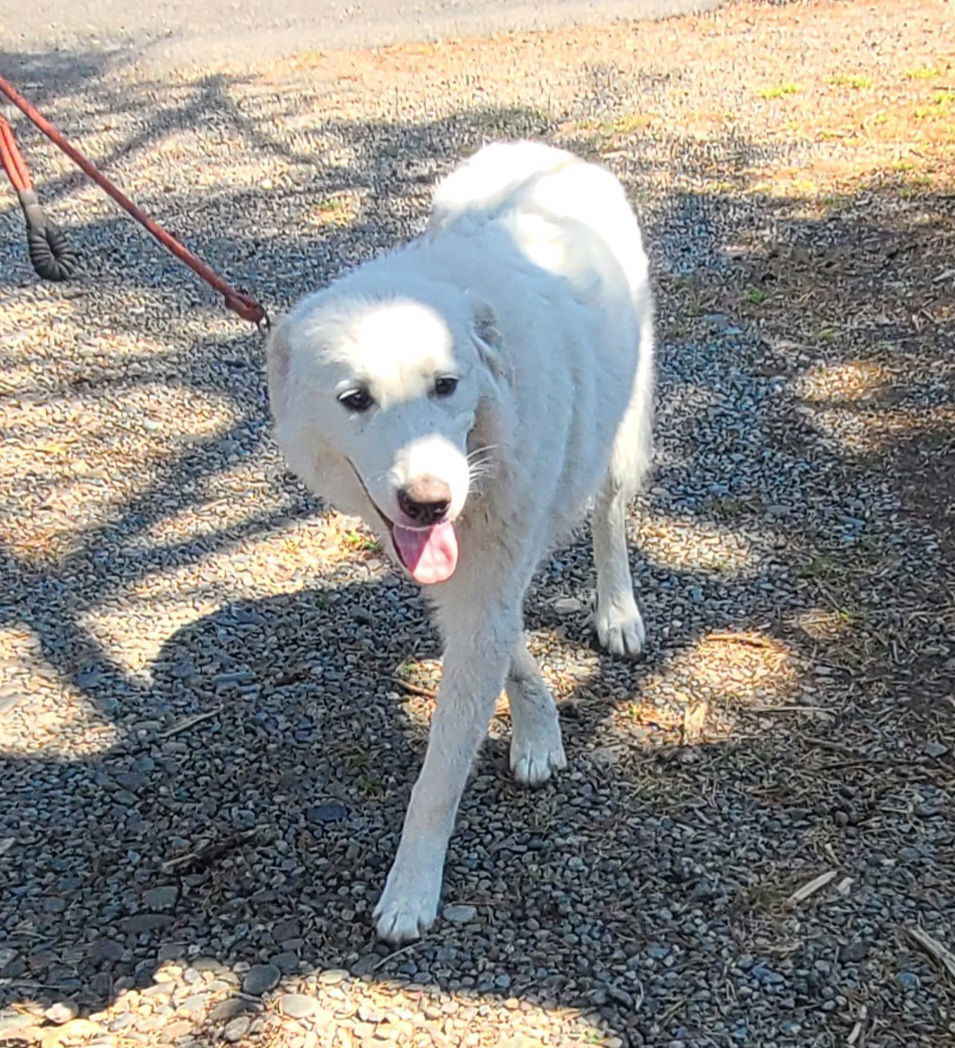 Karma, an adoptable Great Pyrenees in Florence, OR, 97439 | Photo Image 3