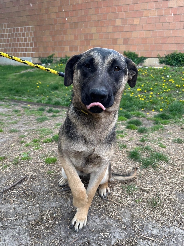 Cora (Coraline), an adoptable German Shepherd Dog in Suamico, WI, 54173 | Photo Image 1