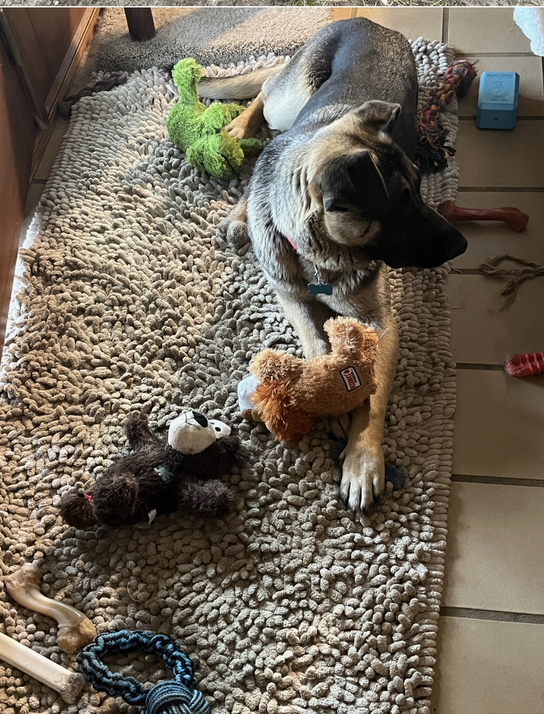 Cora (Coraline), an adoptable German Shepherd Dog in Suamico, WI, 54173 | Photo Image 2