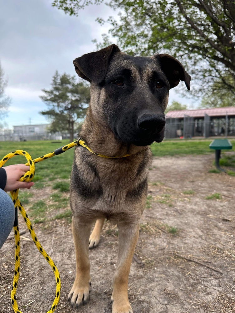 Cora (Coraline), an adoptable German Shepherd Dog in Suamico, WI, 54173 | Photo Image 3