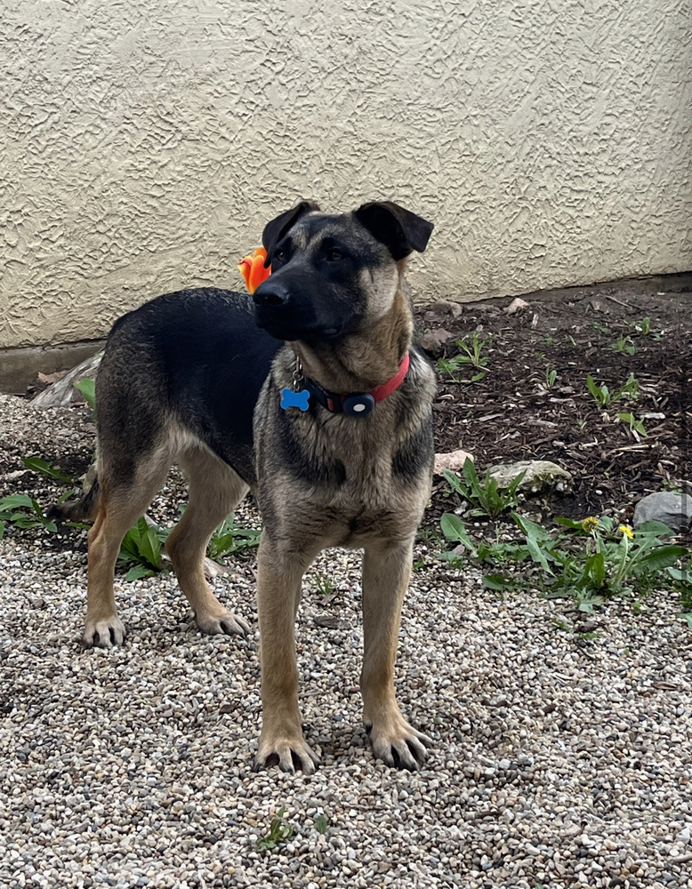 Cora (Coraline), an adoptable German Shepherd Dog in Suamico, WI, 54173 | Photo Image 4