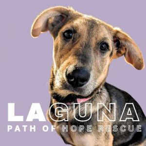 Introducing Laguna Your Serene Canine Companion Meet Laguna Laguna is in a foster home in Spokane