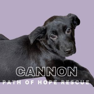 Cannon Shepherd Dog