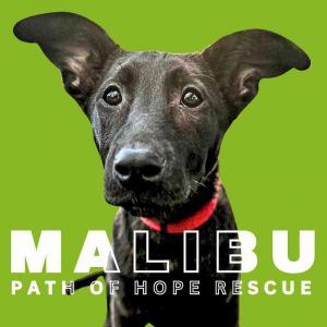 Your Sun-Kissed Canine Companion Meet Malibu Malibu is in a foster home in Spokane WA and can be 