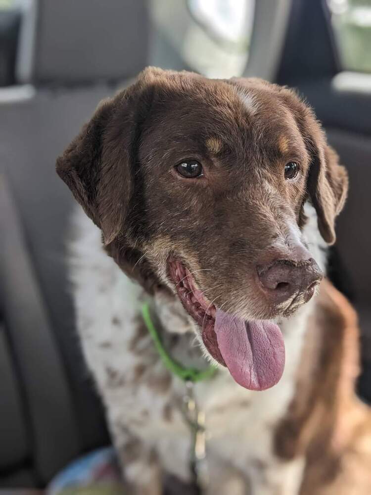 Gretzky, an adoptable Mixed Breed in Wausau, WI, 54401 | Photo Image 3