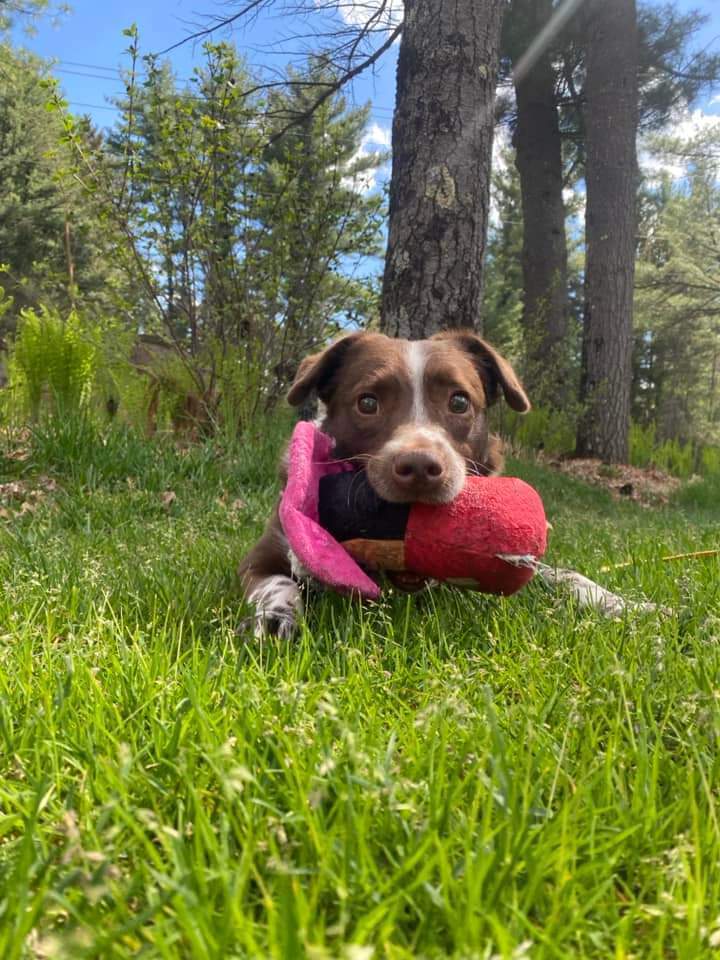 Crosby, an adoptable Mixed Breed in Wausau, WI, 54401 | Photo Image 1