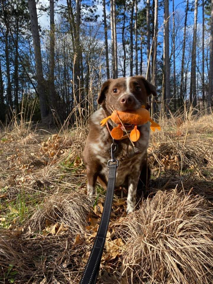 Crosby, an adoptable Mixed Breed in Wausau, WI, 54401 | Photo Image 2