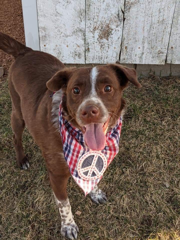 Crosby, an adoptable Mixed Breed in Wausau, WI, 54401 | Photo Image 3