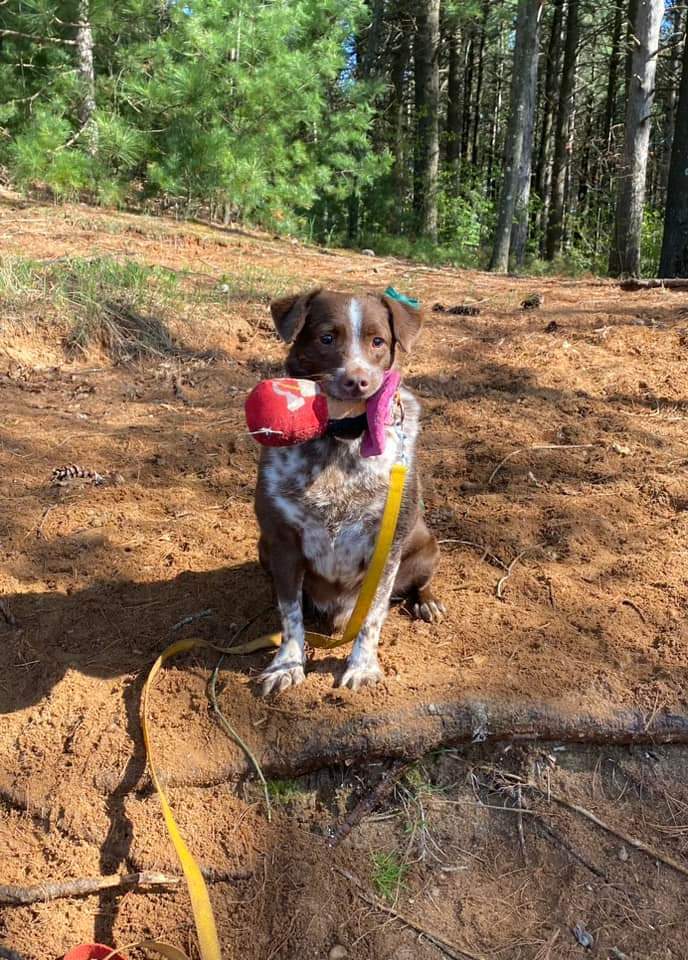 Crosby, an adoptable Mixed Breed in Wausau, WI, 54401 | Photo Image 4