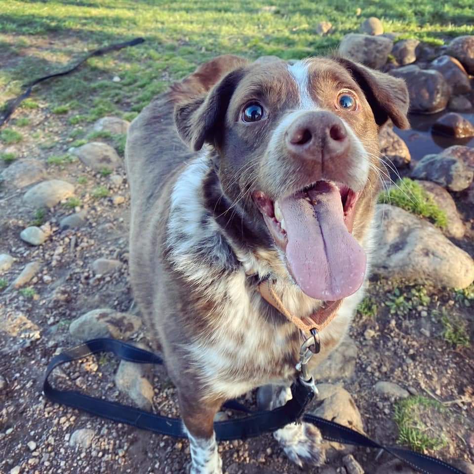 Crosby, an adoptable Mixed Breed in Wausau, WI, 54401 | Photo Image 5