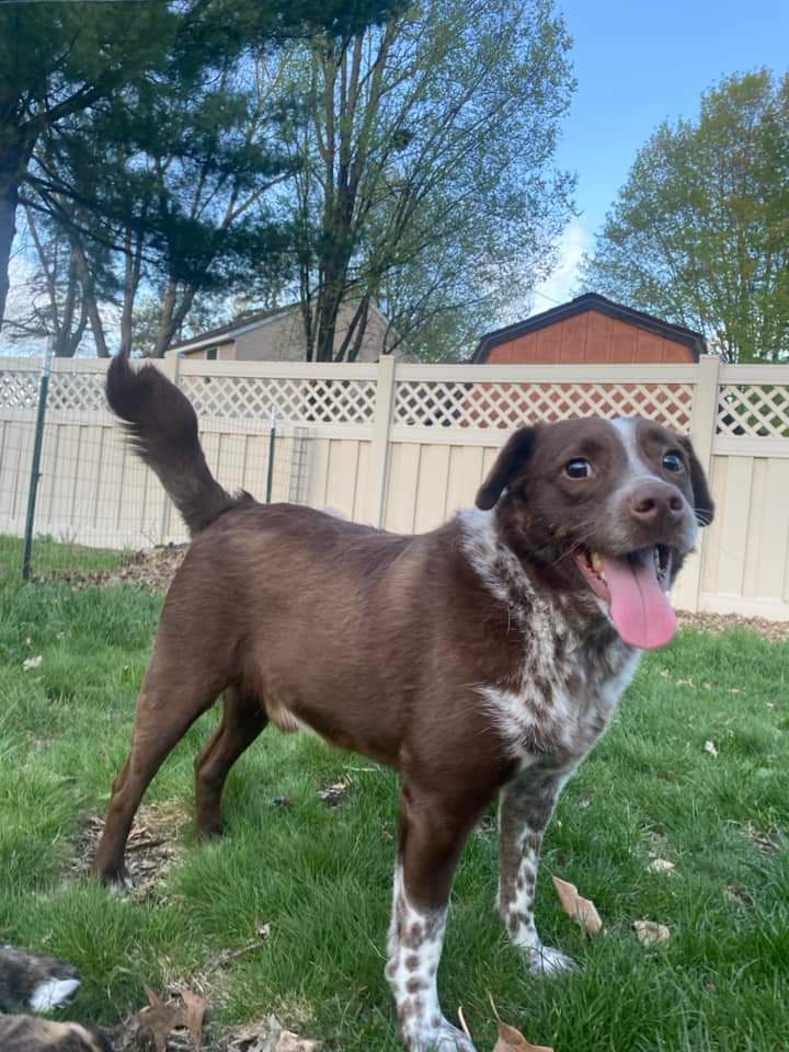 Crosby, an adoptable Mixed Breed in Wausau, WI, 54401 | Photo Image 6