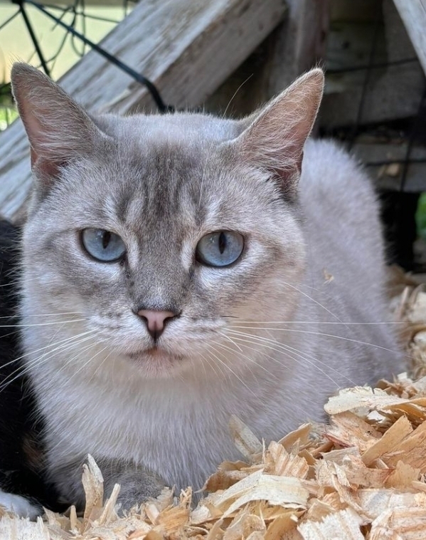 Petunia, an adoptable Siamese in Troy, AL, 36081 | Photo Image 1