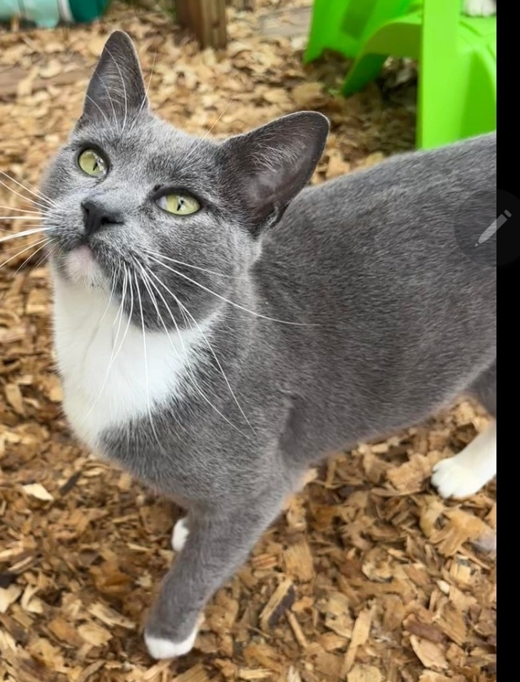 Smokey, an adoptable American Shorthair in Troy, AL, 36081 | Photo Image 1