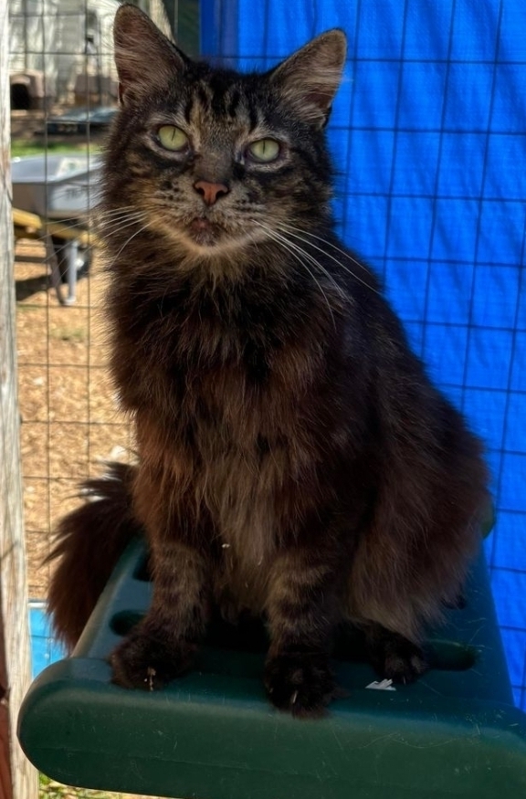 Fluffs, an adoptable Domestic Long Hair in Troy, AL, 36081 | Photo Image 1