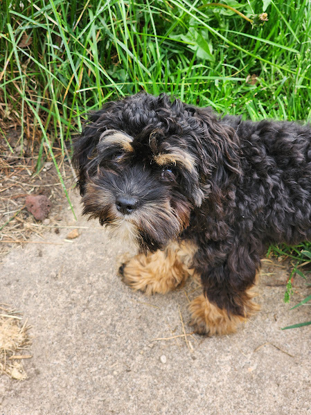 Delilah, an adoptable Cockapoo in La valle, WI, 53941 | Photo Image 1
