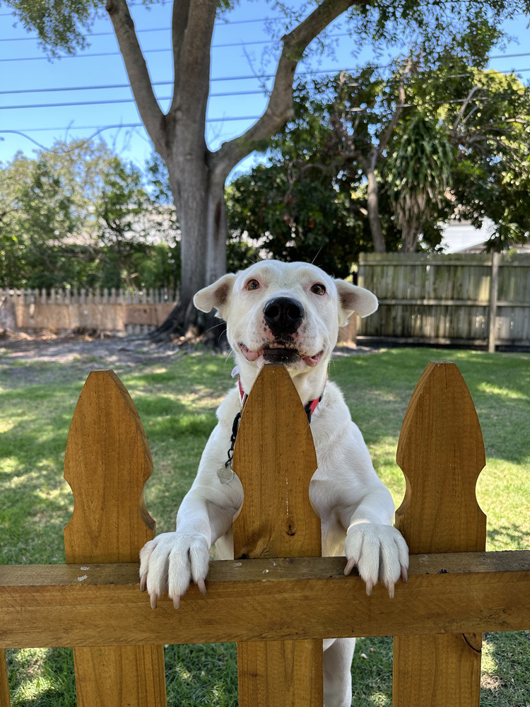 Chili