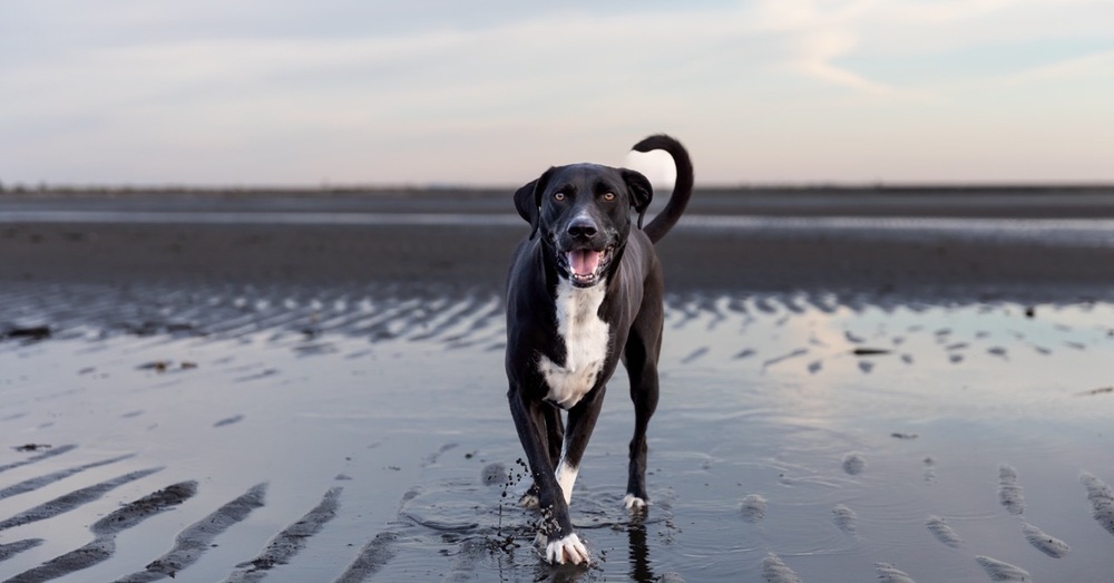 Harris, an adoptable Mixed Breed in Vancouver , BC, V5V 3N2 | Photo Image 1