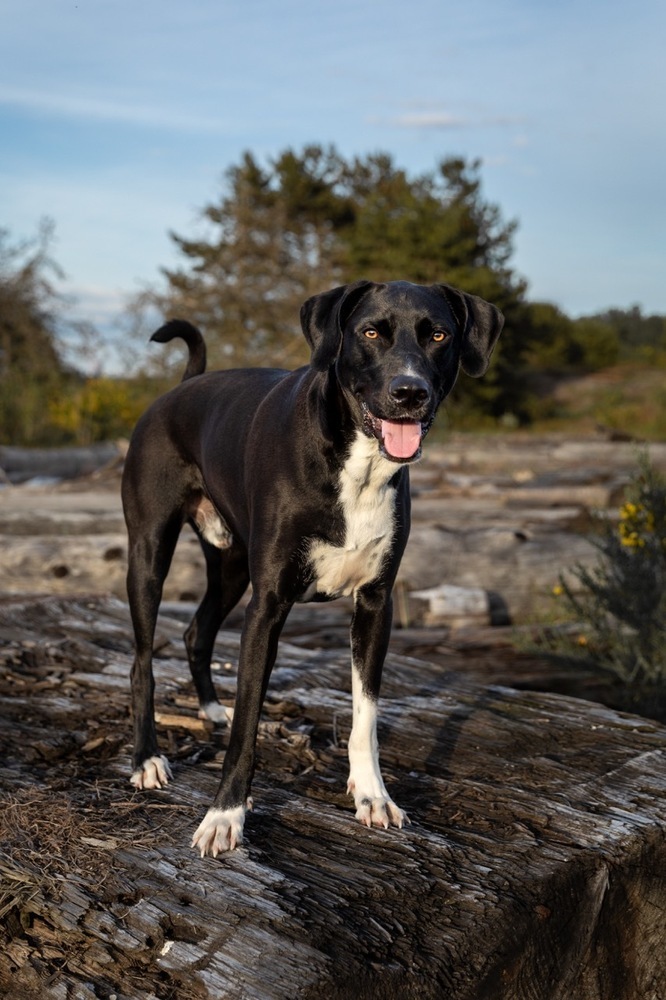 Harris, an adoptable Mixed Breed in Vancouver , BC, V5V 3N2 | Photo Image 3