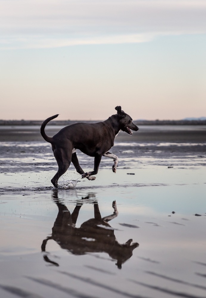 Harris, an adoptable Mixed Breed in Vancouver , BC, V5V 3N2 | Photo Image 4