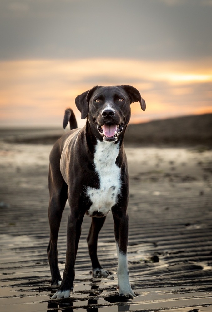 Harris, an adoptable Mixed Breed in Vancouver , BC, V5V 3N2 | Photo Image 5