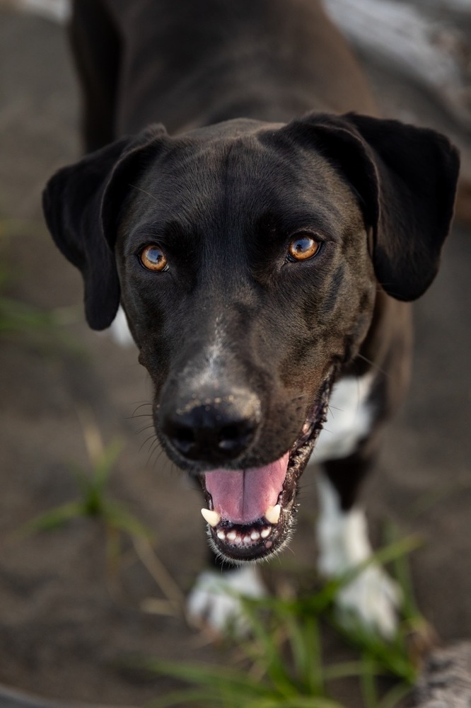 Harris, an adoptable Mixed Breed in Vancouver , BC, V5V 3N2 | Photo Image 6