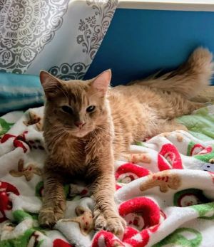 Meet Ron he is a orange big boy about 7 month old He is the most laid back cat He