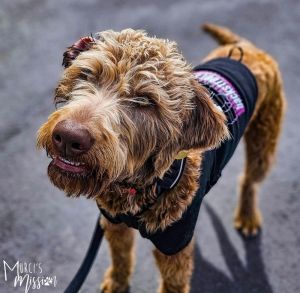 Coco is a cute and scruffy standard poodle mix weighing approximately 60lbs with