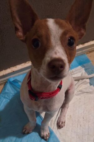 Theo, Baby Male Chihuahua