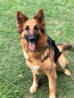 Kaisa is a super sweet 4 year old female GSD She is a little shy at first but warms up